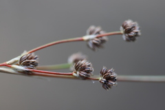 Juncus pallescens