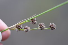 Juncus pallescens