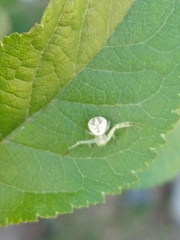 Misumenops