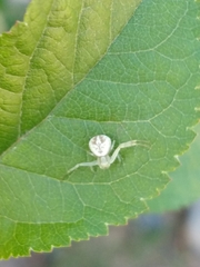 Misumenops