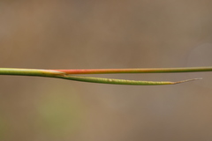 Juncus pallescens