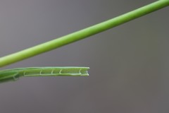 Juncus pallescens
