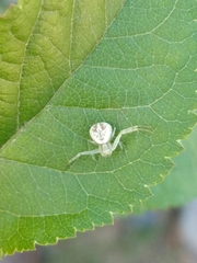 Misumenops