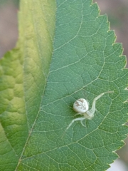 Misumenops