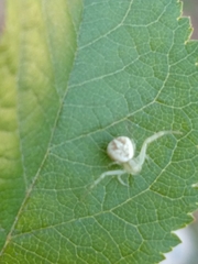 Misumenops
