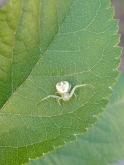 Misumenops