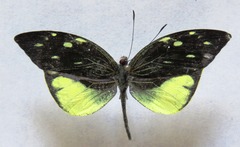 Lieinix nemesis atthis