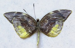 Lieinix nemesis atthis