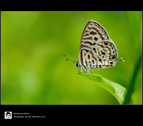 Leptotes plinius (Fabricius, 1793)
