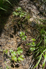 Viburnum opulus opulus