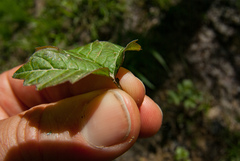 Viburnum opulus opulus