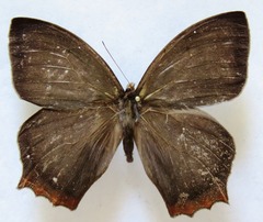 Taygetis rufomarginata