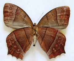 Taygetis rufomarginata