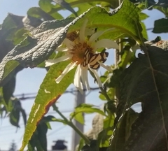 Baeotis zonata zonata