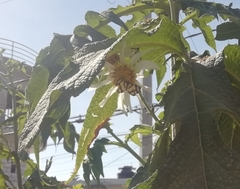 Baeotis zonata zonata