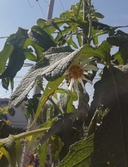 Baeotis zonata zonata