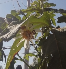 Baeotis zonata zonata