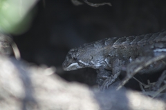 Stenocercus doellojuradoi