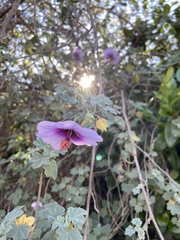 Malva subovata bicolor