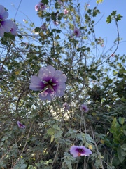 Malva subovata bicolor