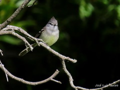 White-Crested Tyrannulet photo 5