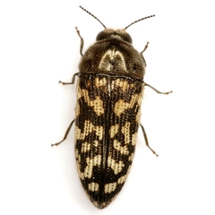 Acmaeodera consors