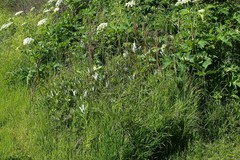 Artemisia suksdorfii