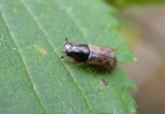 Chilothorax distinctus