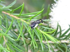 Leioproctus irroratus