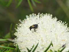 Leioproctus irroratus