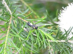 Leioproctus irroratus