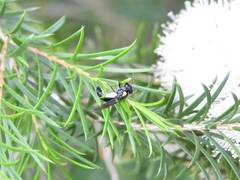 Leioproctus irroratus