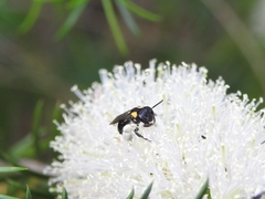 Leioproctus irroratus