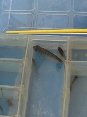 Fundulus diaphanus