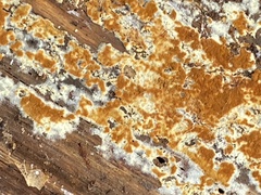 Botryobasidium aureum