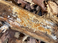 Botryobasidium aureum