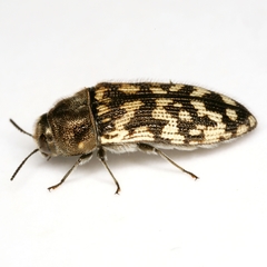 Acmaeodera consors