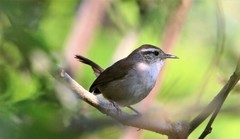 Uropsila leucogastra