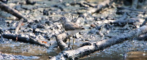 Solitary Sandpiper (Tringa solitaria)