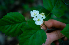 Crataegus macrosperma