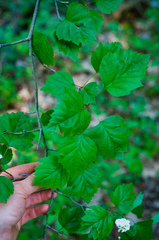 Crataegus macrosperma