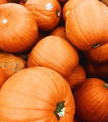 Cucurbita maxima maxima