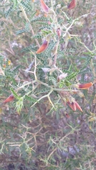 Adesmia miraflorensis