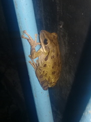 Polypedates leucomystax