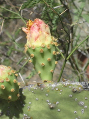 Opuntia wilcoxii