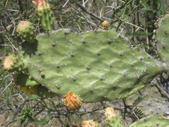 Opuntia wilcoxii