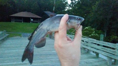 Ameiurus catus