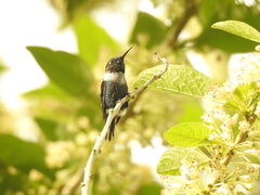 Chaetocercus heliodor