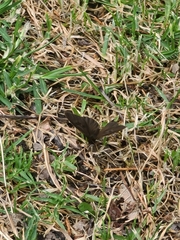 Panyapedaliodes drymaea