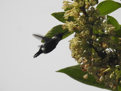 Chaetocercus heliodor